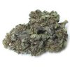 Scout Master Strain For Sale