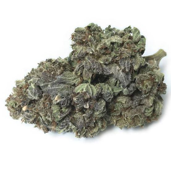 Scout Master Strain For Sale