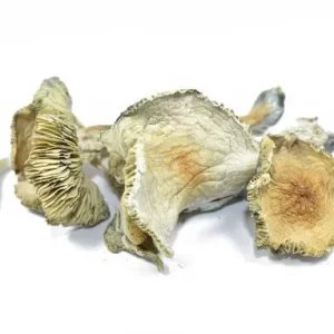 Buy Alacabenzi Mushroom Strain