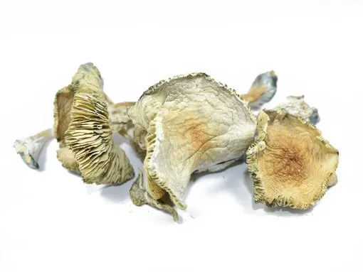 Buy Alacabenzi Mushroom Strain