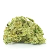 Buy Alien Dawg Strain