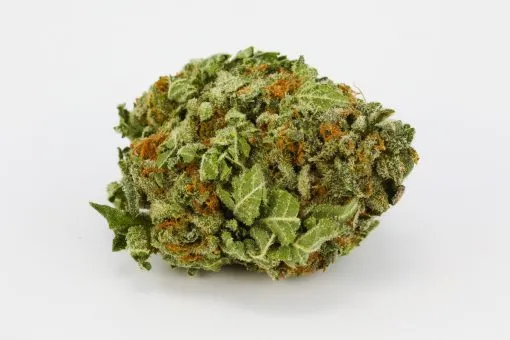 buy Candy Land strain