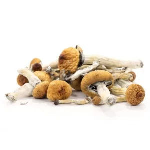 Golden Teacher Mushrooms For Sale - Premium Psilocybin Supplement