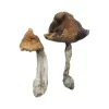 Order Hawaiian Mushroom For Sale