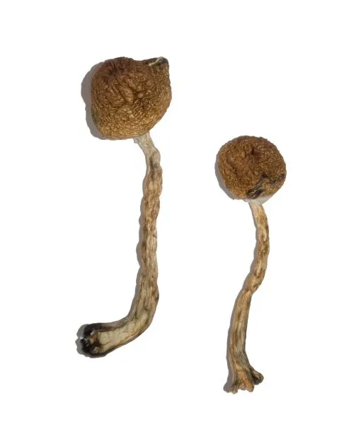 Malabar Mushroom