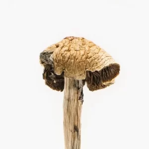 "Buy Brazilian Magic Mushrooms" - Explore Rare Potent Fungi