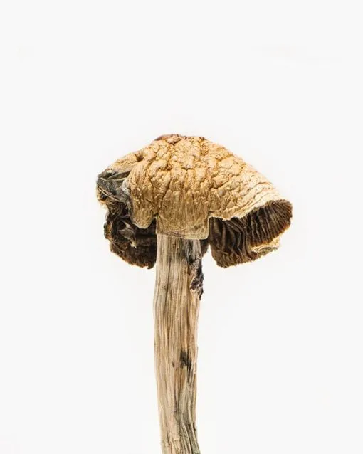 "Buy Brazilian Magic Mushrooms" - Explore Rare Potent Fungi