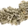 Buy purple punch strain