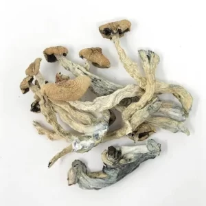 Buy Amazonian Mushroom Strain