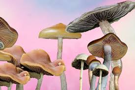 brazilian magic mushrooms