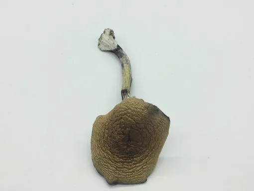 Psilocybin Mushroom Spores For Sale