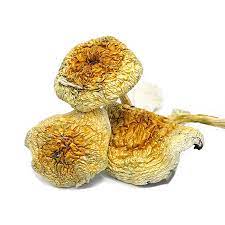 Goldie Magic Mushrooms For Sale