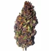 Buy purple lemon haze strain