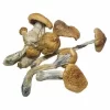 Golden Mammoth Mushroom For Sale - Shop Now