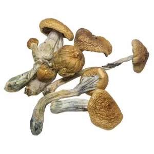 Golden Mammoth Mushroom For Sale - Shop Now