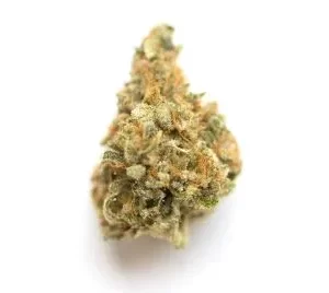 buy grape pie cookies strain